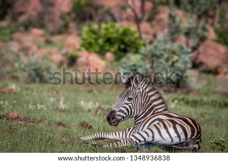 Zebra laying down in the grass in the Welgevonden game reserve, South Africa.