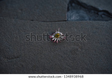 a Dead daisy on an old stone