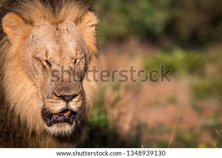 Big male Lion closing his eyes for the picture in the Welgevonden game reserve, South Africa.