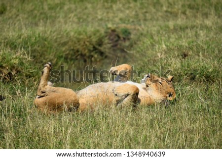Wild lioness, rolling around on her back with tummy bared, on grass in the Masai Mara National Game park, Kenya, Africa