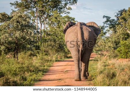 Big Elephant bull walking away from the camera in the Welgevonden game reserve, South Africa.