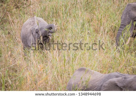 African elephant eating grass in the Welgevonden game reserve, South Africa.