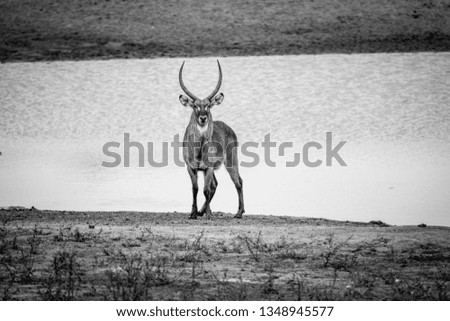 Big male Waterbuck standing by the water in black and white in the Kruger National Park, South Africa.