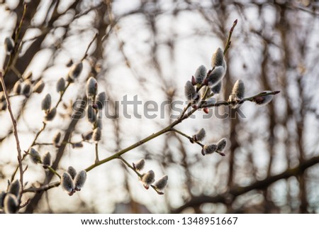 Willow branches with buds in early spring,