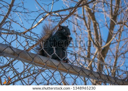 A squirrel eating on a wire fence with trees in the background on a cloudless day in Ontario, Canada