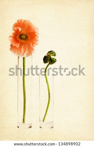 attractive textured picture with two poppy flowers in vases on white background