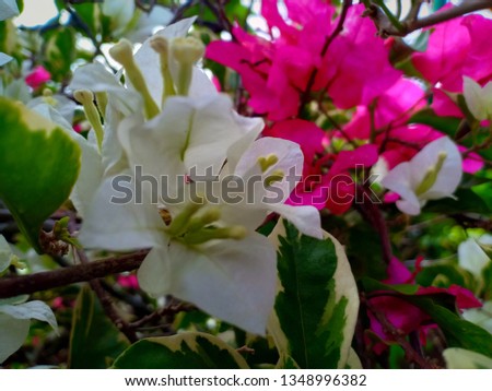 Romatic Flower isolated white background - image