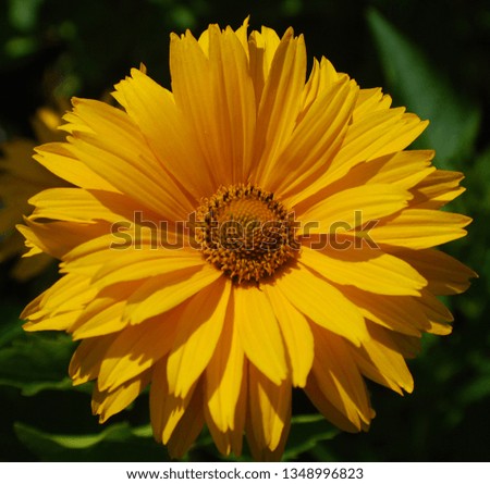 Asteraceae or Compositae (commonly referred to as the aster, daisy, composite or sunflower family) is a very large and widespread family of flowering plants (Angiospermae).