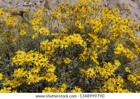 Closeup of Yellow Blooming Brittlebush  Royalty-Free Stock Photo #1348999790