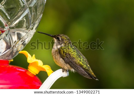 Ruby-throated hummingbird female, Archilochus colubris. Close-up portrait of the female ruby throated hummingbird resting at a hummingbird feeder with shimmering green back. Horizontal photo.