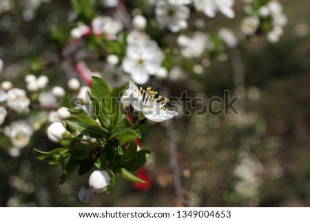 Spring blossom background. Beautiful blooming tree and sun flare. Sunny day. Beautiful orchard. Springtime. Orchard blossoms. Blooming tree and bees. Cover photo.