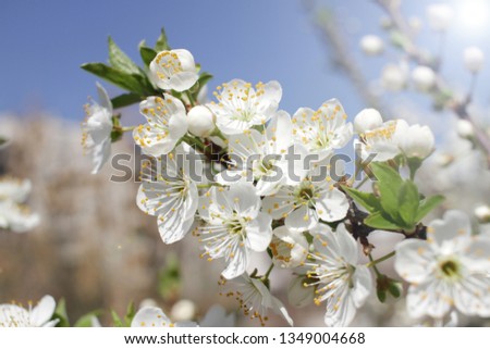 Spring blossom background. Beautiful blooming tree and sun flare. Sunny day. Beautiful orchard. Springtime. Orchard blossoms. Blooming tree and bees. Cover photo.