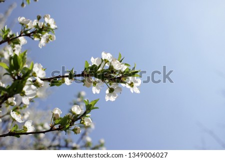 Spring blossom background. Beautiful blooming tree and sun flare. Sunny day. Spring flowers. Beautiful Orchard. Springtime. Orchard blossoms. Blooming tree and bees. Cover photo.