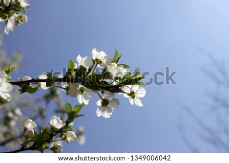 Spring blossom background. Beautiful blooming tree and sun flare. Sunny day. Spring flowers. Beautiful Orchard. Springtime. Orchard blossoms. Blooming tree and bees. Cover photo.