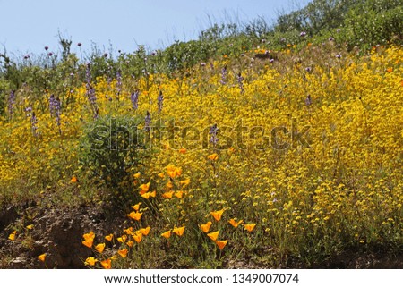 Field of Golden, California poppies in a super bloom