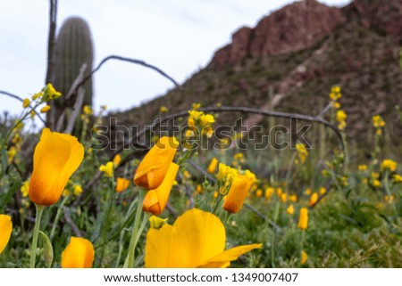 California Poppies, Eschscholzia californica growing wild in Saguaro National Park in the Sonoran Desert. Wildflowers, cactus, mountains in southwestern landscape. Pima County, Tucson, Arizona. 2019.