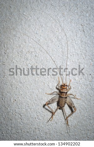 Cricket Brown on the cement floor