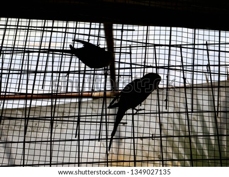 love birds in the cage