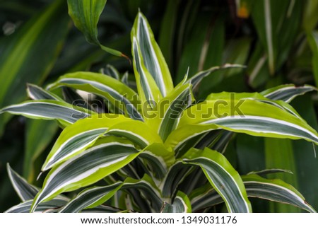 Beautiful nature background of vertical garden with green leaf