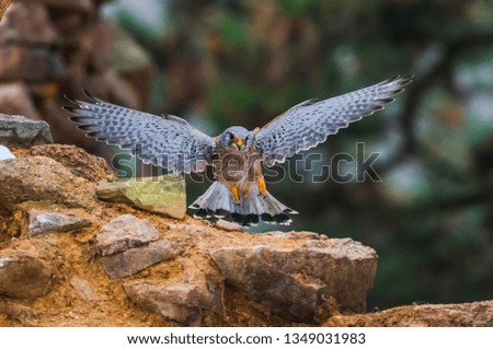 Common kestrel (Falco tinnunculus) in natural habitat