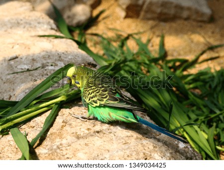bird between grass