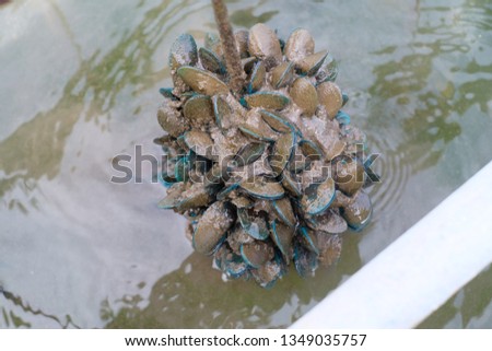 Mussel raft in thailand, Ropes full of mussel hanging muddy soil