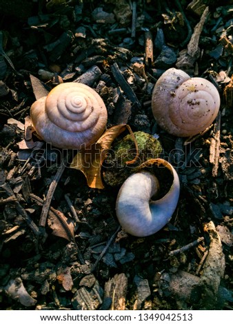 The three empty snail shells and one moss ball on humid compost soil.