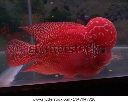 Close-up Red pearl cichlid flowerhorn in aquarium. Louhan fish swimming in aquarium. 