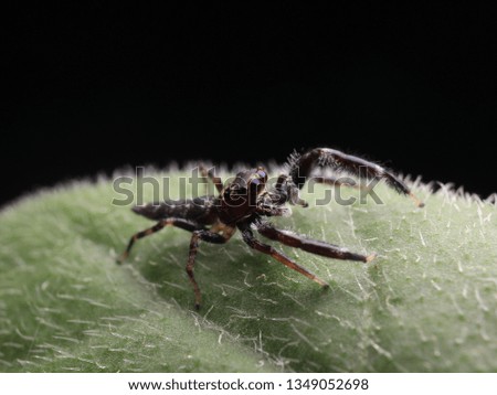 Jumping Spider on Nature