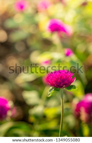 Purple globe amaranth flower in garden and sunlight, soft bokeh nature background, close up picture
