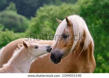 Haflinger horses, mare with foal side by side, cuddling, the cute baby avelignese pony confidently turns to its mommy Royalty-Free Stock Photo #1349055140
