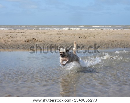 a dog is playing on the beach