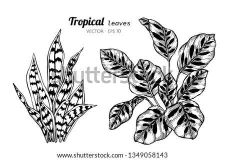 Collection set of Tropical leaves drawing illustration. for pattern, logo, template, banner, posters, invitation and greeting card design.

 Royalty-Free Stock Photo #1349058143