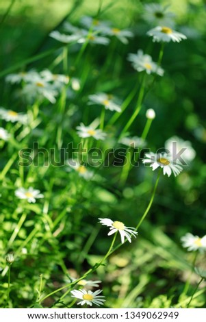Summer white Daisy flowers on green meadow. Selective focus.