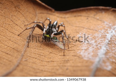 Jumping Spider from Asian eat Dolichopodidae on Nature