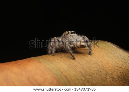 Hyllus Spider eat Small Jumping Spider