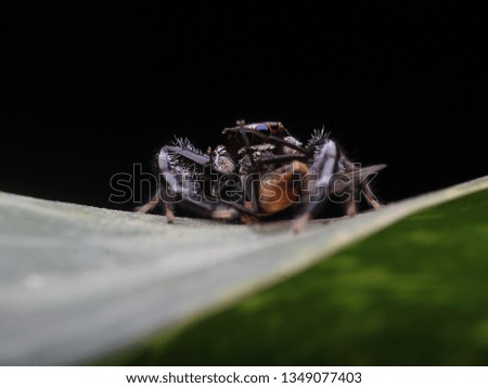 Jumping Spider eat Fly on Nature