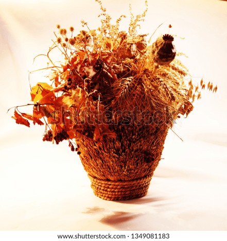 Photo of dry autumn flower which can be good illustration as beautiful picture for green tourism and country style

