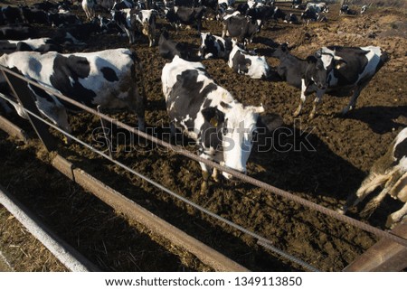 Young black and white cows on an open-air farm. Organic farming without the use of automation on the territory of the post Soviet and Eastern Europe. Close-up portrait of a cow