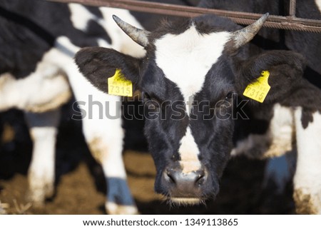 Young black and white cows on an open-air farm. Organic farming without the use of automation on the territory of the post Soviet and Eastern Europe. Close-up portrait of a cow