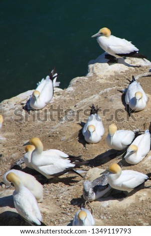 Gannet colony at  Muriwai Beach in new zealand on the north island