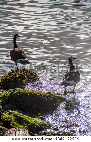 Ducks on rocks in reflective waving water