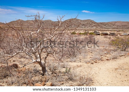 petrified forest deserts and nature in national parks damaraland africa namibia