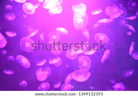 Neon jellyfish under water nature background.