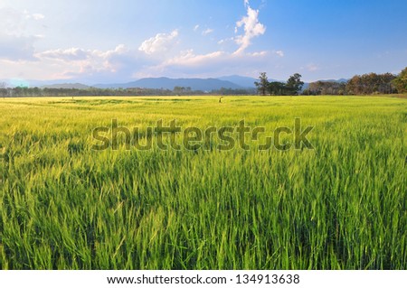 Green wheat fileld with bule sky.