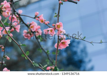 pink flowers of japanese quince on a branch