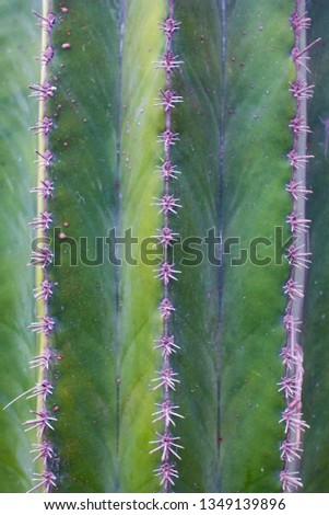 Close up of a cactus as texture background. detail of green cactus with thorns in line.