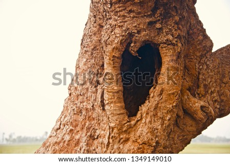 Parts of an old tree isolated unique natural photo