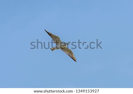 Beautiful seagull flying in the sky