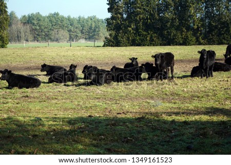 Black cows in a grass farm field 